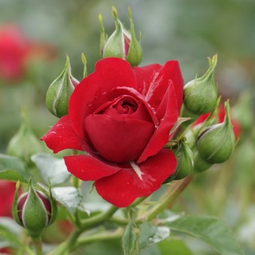 Telt virágú - Rózsa - Grand Award ® - Online rózsa vásárlás